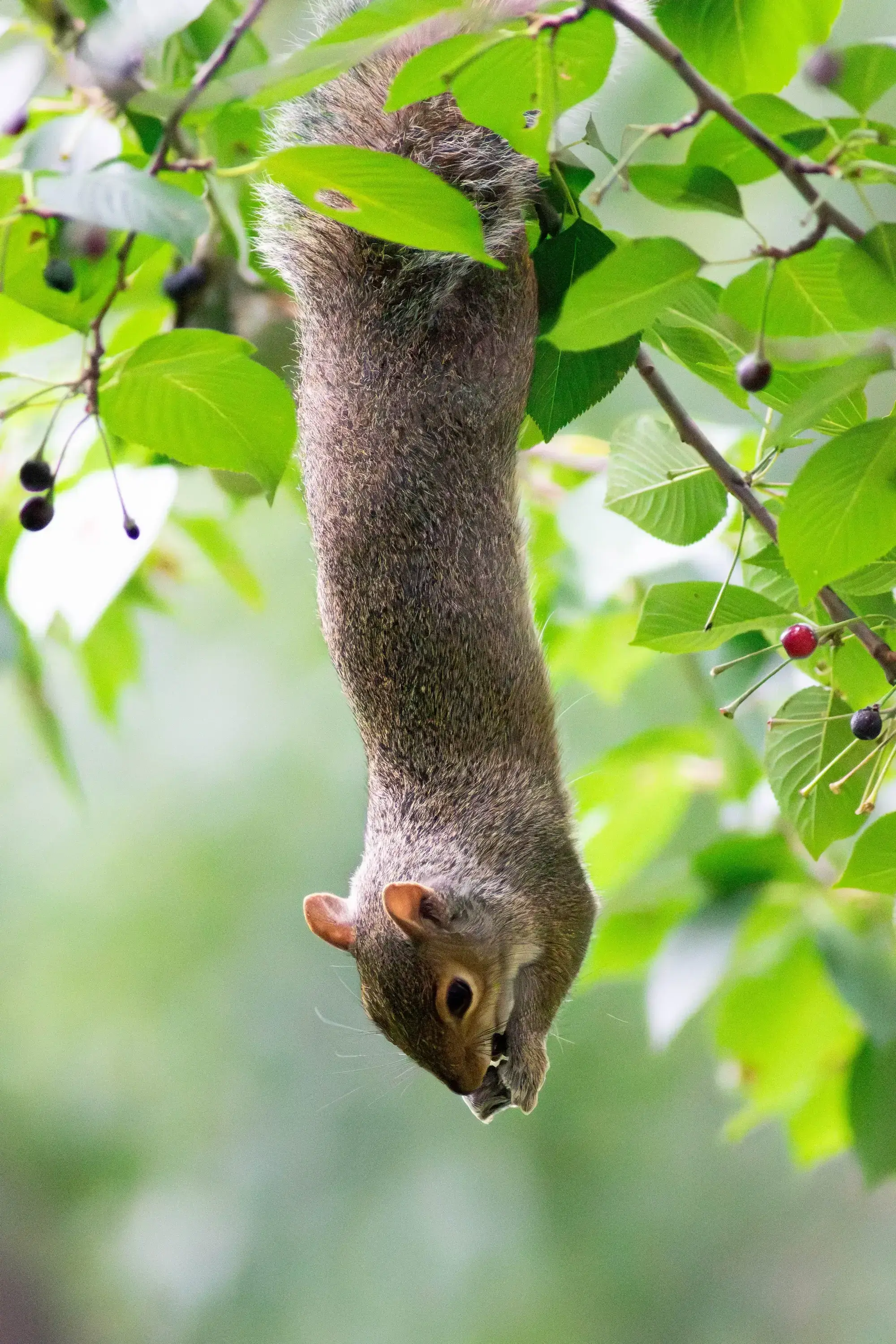 1hangingSquirrel.webp