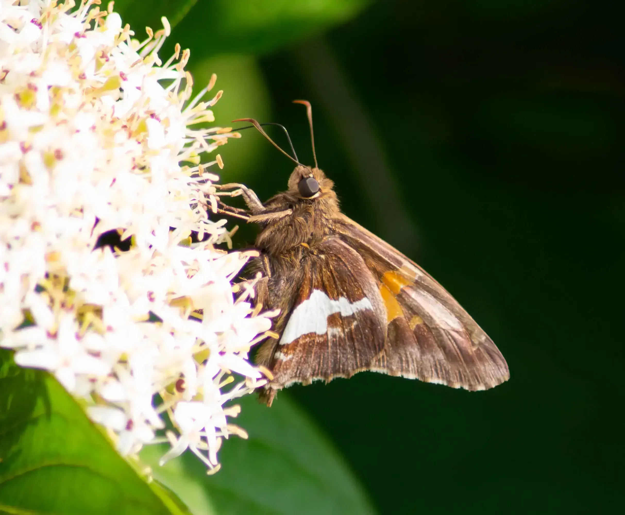 moth.webp
