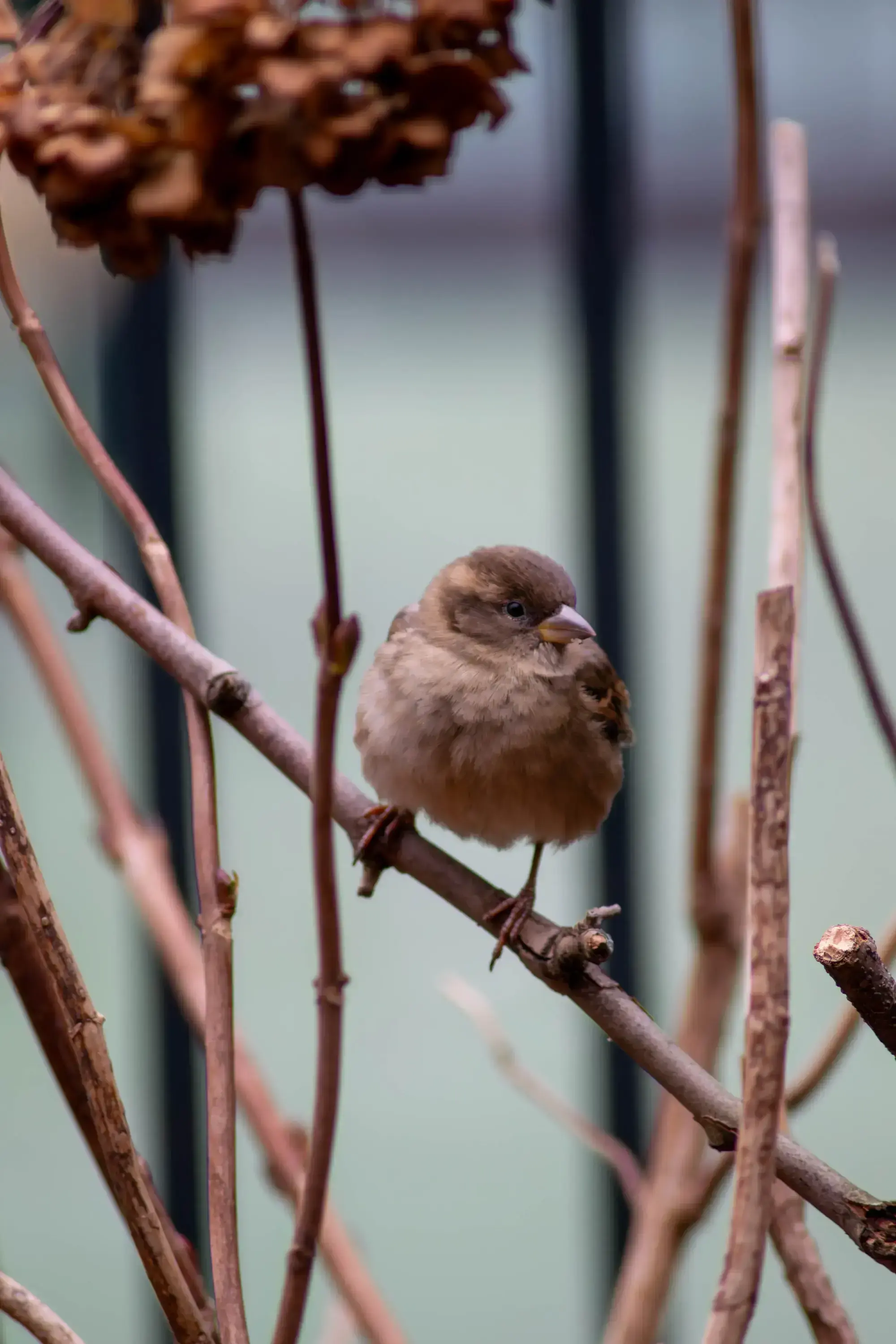 red_finch.webp