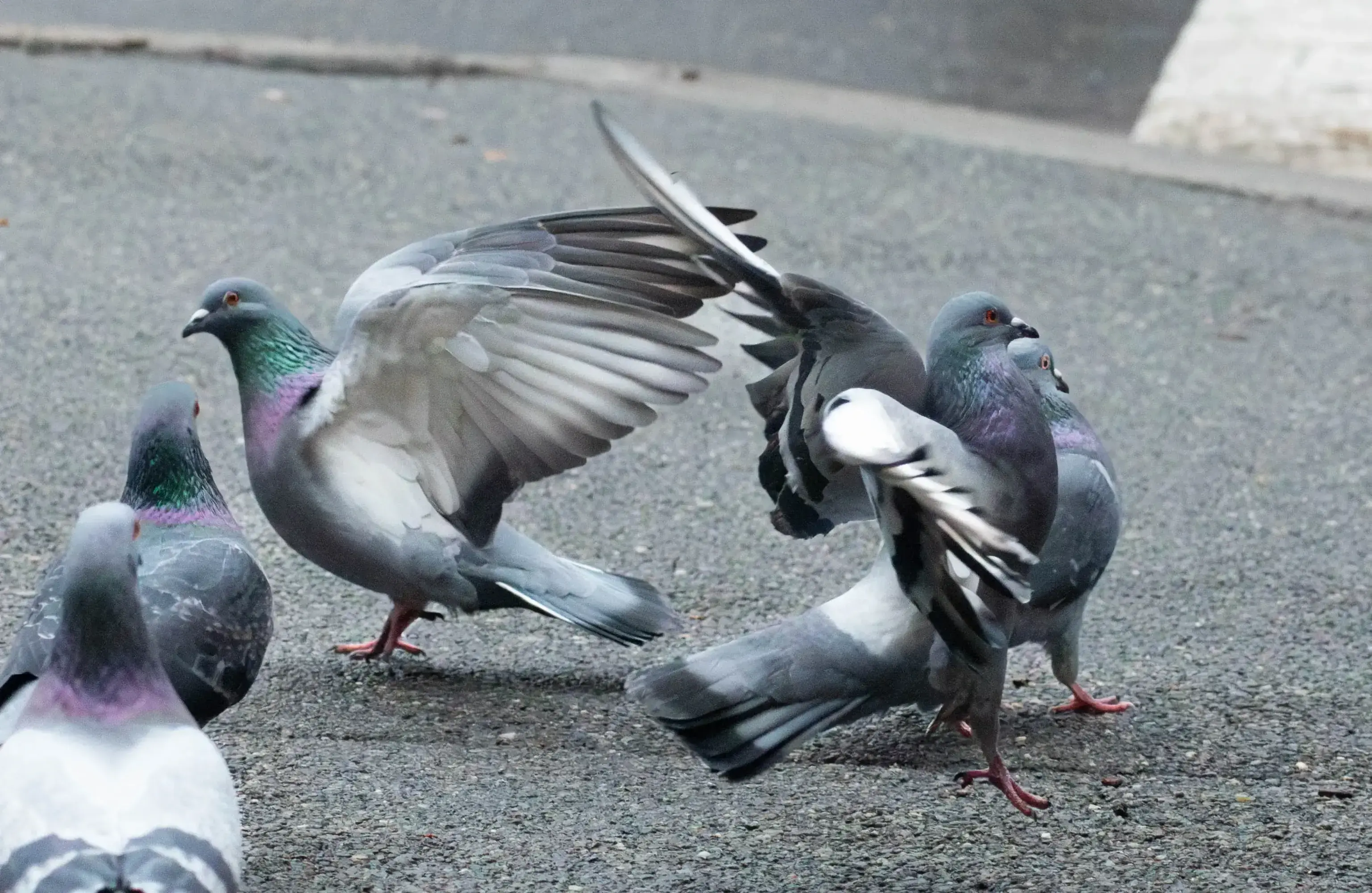 pigeon_performer.webp