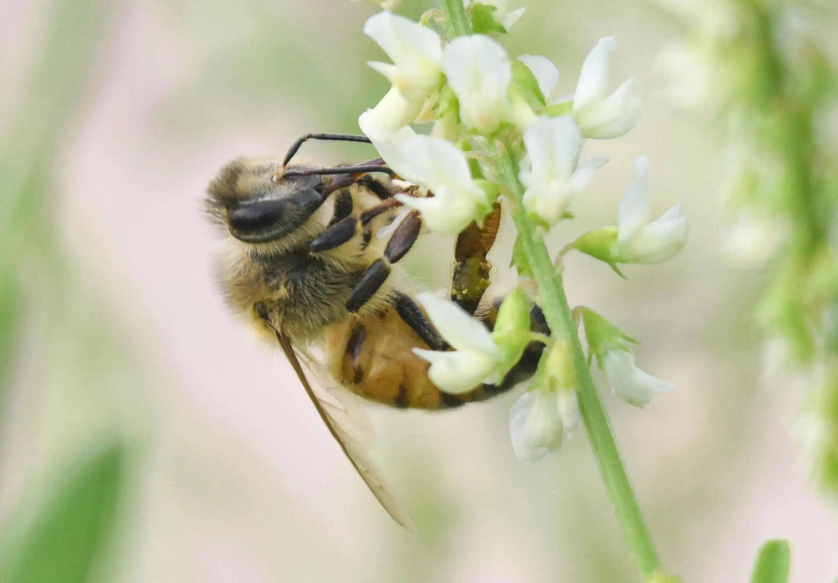 2bee.webp