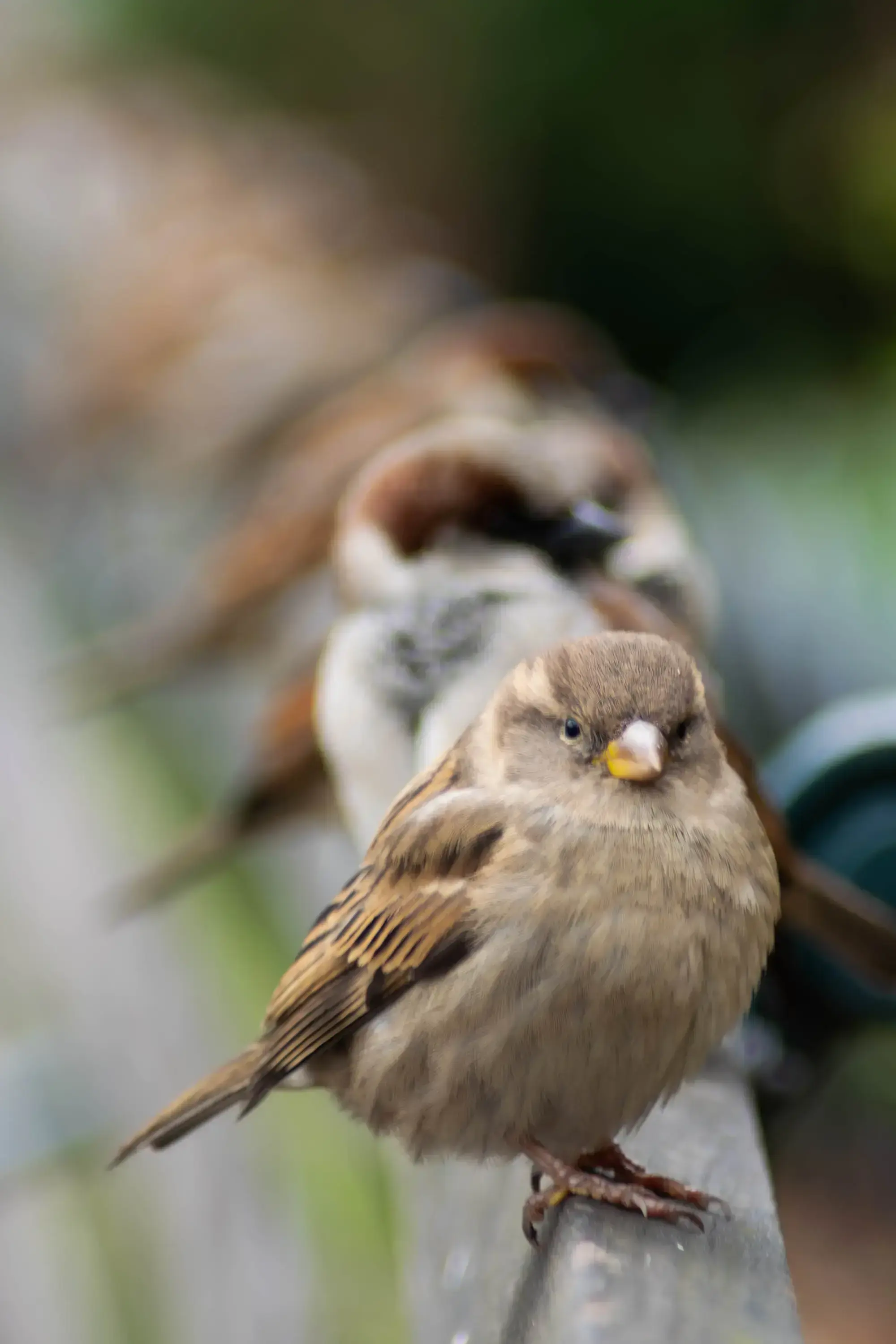 birds_in_line.webp