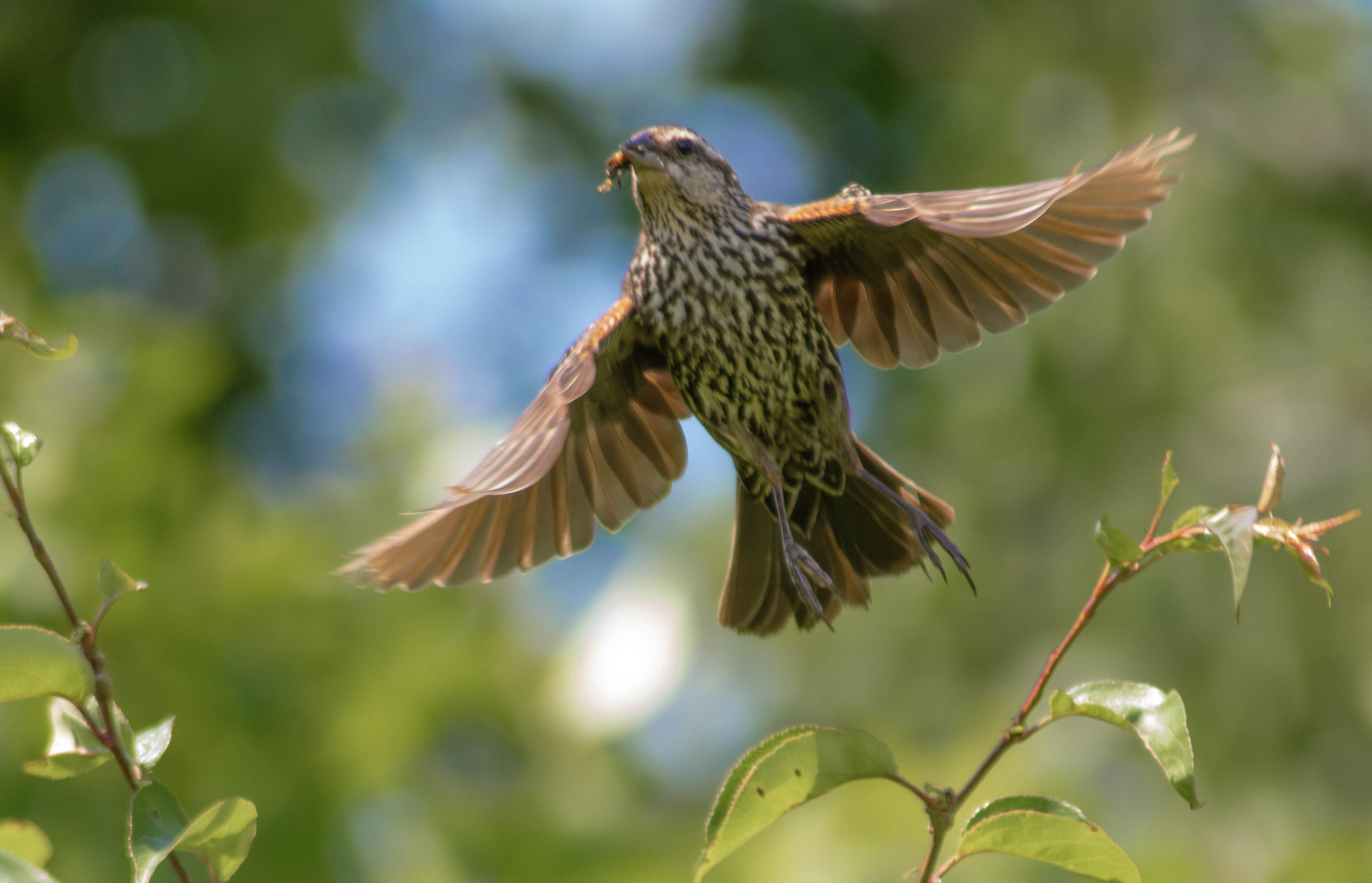 bird_in_flight_with_bug
