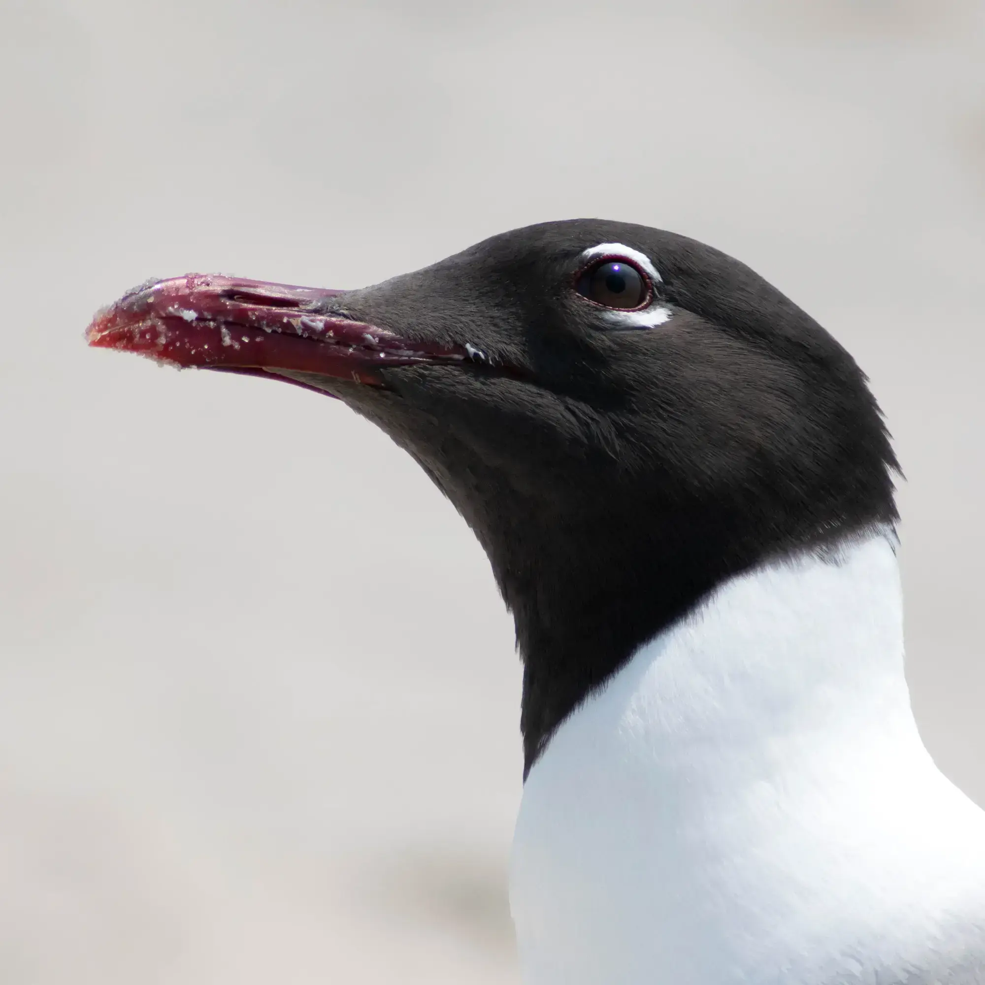 curiousBird