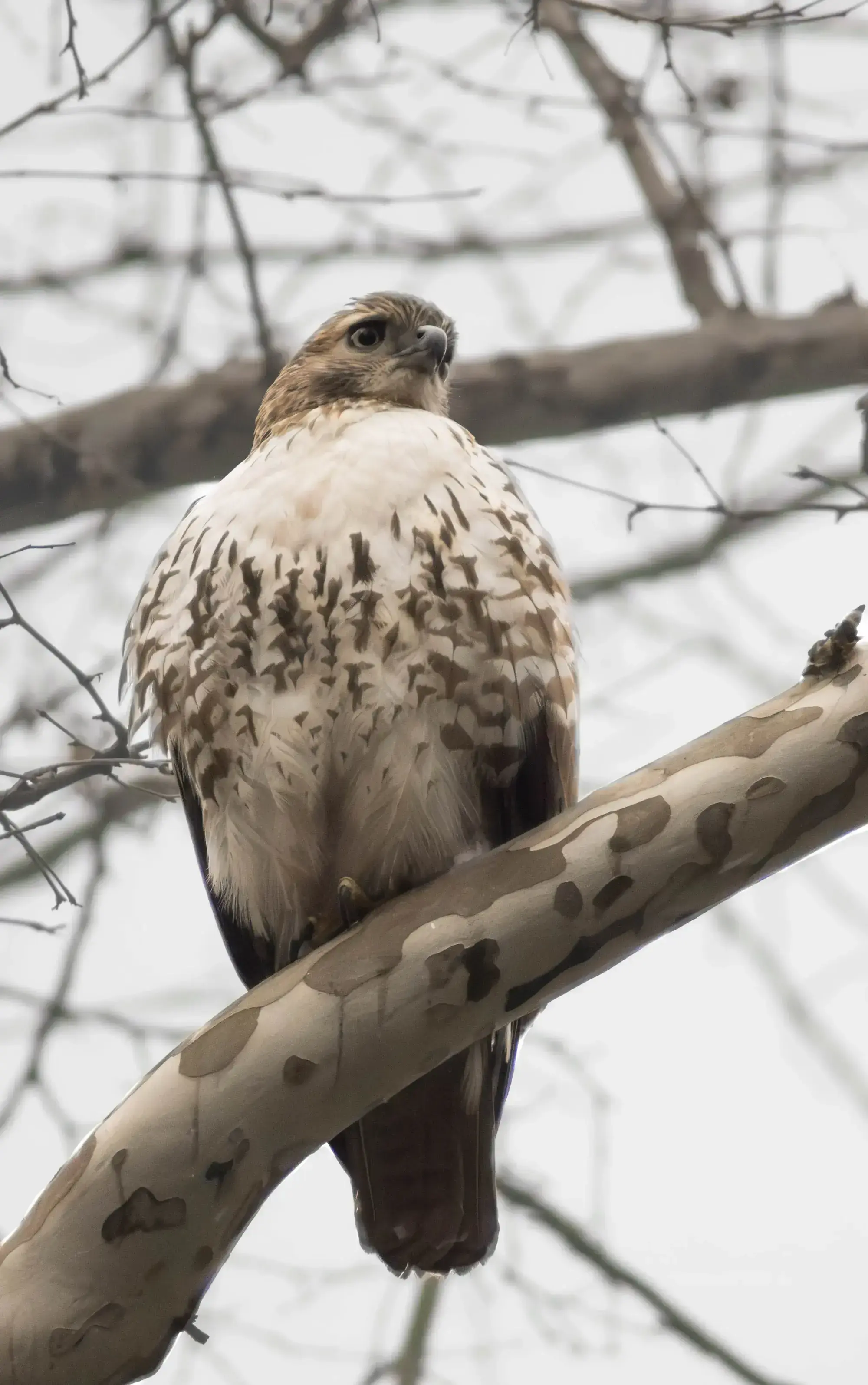 hawk
