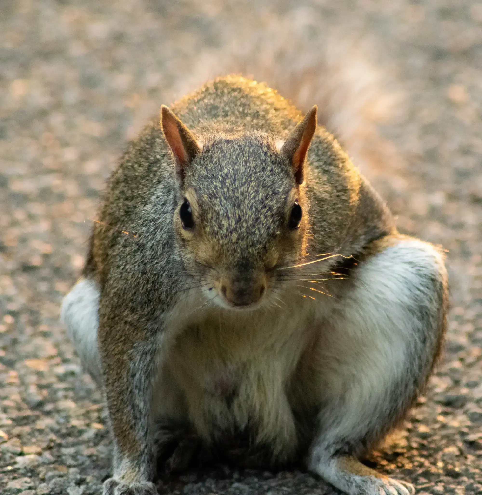 superHeroSquirrel